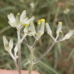 Senecio quadridentatus (Cotton Fireweed) at Michelago, NSW - 17 Jan 2020 by Illilanga