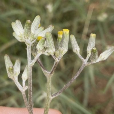 Senecio quadridentatus (Cotton Fireweed) at Illilanga & Baroona - 17 Jan 2020 by Illilanga