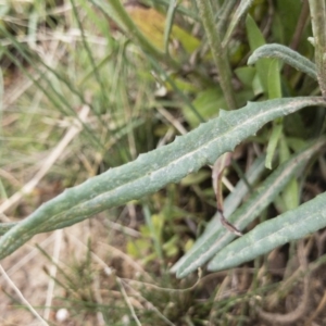 Senecio quadridentatus at Illilanga & Baroona - 17 Jan 2020