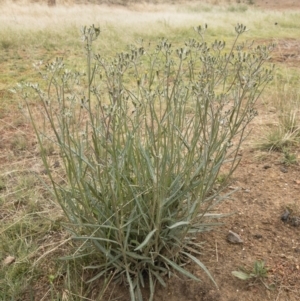 Senecio quadridentatus at Illilanga & Baroona - 17 Jan 2020 11:34 AM