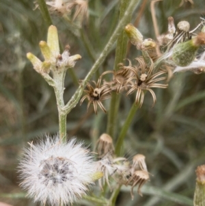 Senecio quadridentatus at Illilanga & Baroona - 17 Jan 2020