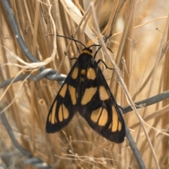 Amata (genus) (Handmaiden Moth) at Illilanga & Baroona - 3 Feb 2020 by Illilanga