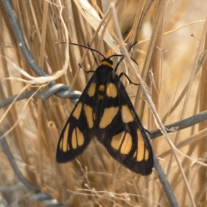 Amata (genus) at Michelago, NSW - 3 Feb 2020