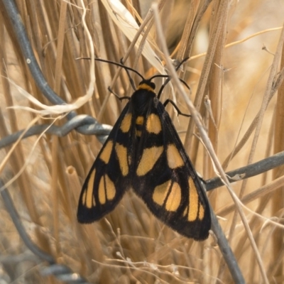 Amata (genus) (Handmaiden Moth) at Illilanga & Baroona - 3 Feb 2020 by Illilanga