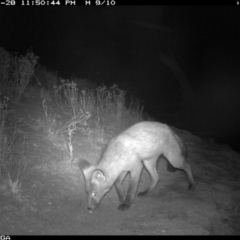 Vulpes vulpes (Red Fox) at Michelago, NSW - 28 Jan 2020 by Illilanga