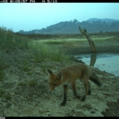 Vulpes vulpes (Red Fox) at Michelago, NSW - 3 Jan 2020 by Illilanga