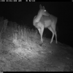 Dama dama (Fallow Deer) at Michelago, NSW - 3 Jan 2020 by Illilanga