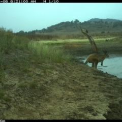 Notamacropus rufogriseus (Red-necked Wallaby) at Michelago, NSW - 6 Jan 2020 by Illilanga