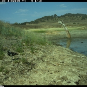 Grallina cyanoleuca at Michelago, NSW - 30 Dec 2019