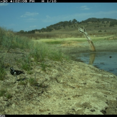 Grallina cyanoleuca (Magpie-lark) at Michelago, NSW - 30 Dec 2019 by Illilanga