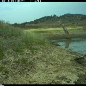 Anas gracilis at Michelago, NSW - 29 Dec 2019