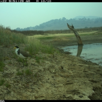 Vanellus miles (Masked Lapwing) at Michelago, NSW - 22 Dec 2019 by Illilanga