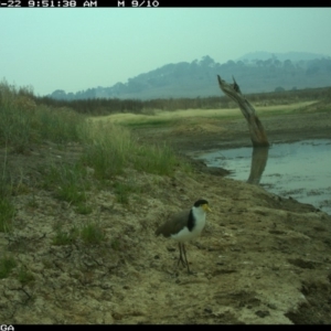 Vanellus miles at Michelago, NSW - 22 Dec 2019