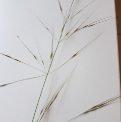 Austrostipa bigeniculata (Kneed Speargrass) at Griffith, ACT - 21 Mar 2020 by SRoss