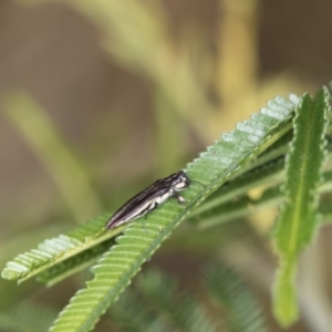 Agrilus hypoleucus at Bruce, ACT - 2 Nov 2017