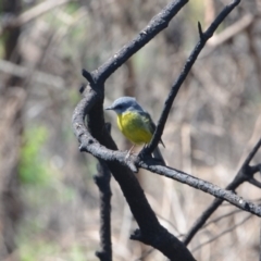 Eopsaltria australis (Eastern Yellow Robin) at Surf Beach, NSW - 20 Mar 2020 by LyndalT