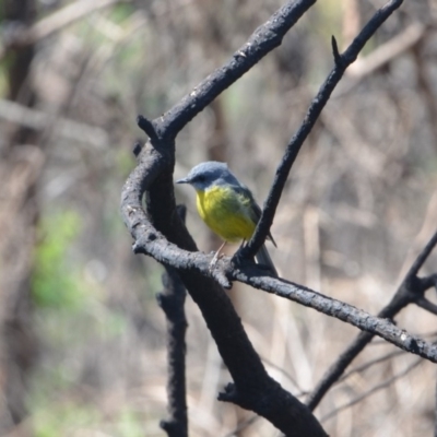 Eopsaltria australis (Eastern Yellow Robin) at Surf Beach, NSW - 20 Mar 2020 by LyndalT