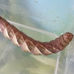 Psilogramma casuarinae (Privet Hawk Moth) at McKellar, ACT - 21 Mar 2020 by ClaireMcG