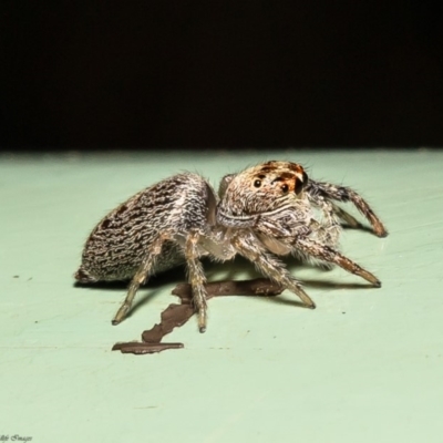 Opisthoncus sp. (genus) (Opisthoncus jumping spider) at Acton, ACT - 20 Mar 2020 by Roger