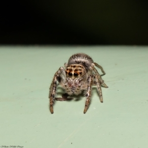 Opisthoncus sp. (genus) at Acton, ACT - 20 Mar 2020