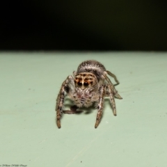 Opisthoncus sp. (genus) at Acton, ACT - 20 Mar 2020