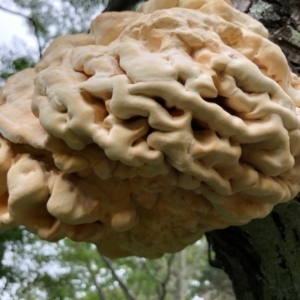 Laetiporus sulphureus at Broughton Vale, NSW - 21 Mar 2020 02:09 PM