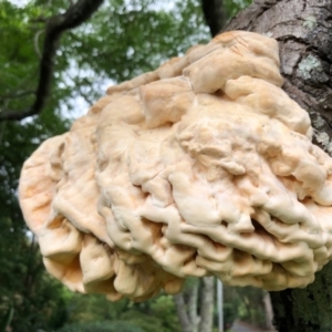 Laetiporus sulphureus at Broughton Vale, NSW - 21 Mar 2020 02:09 PM