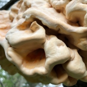 Laetiporus sulphureus at Broughton Vale, NSW - 21 Mar 2020