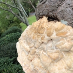 Laetiporus sulphureus at Broughton Vale, NSW - 21 Mar 2020 02:09 PM