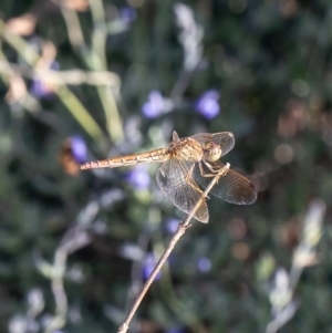 Diplacodes haematodes at Acton, ACT - 19 Mar 2020