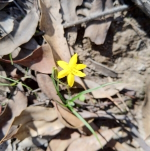 Hypoxis hygrometrica at Carwoola, NSW - 19 Mar 2020