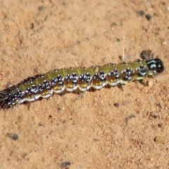 Uresiphita ornithopteralis (Tree Lucerne Moth) at Hughes Grassy Woodland - 20 Mar 2020 by LisaH