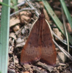 Uresiphita ornithopteralis (Tree Lucerne Moth) at Hughes Grassy Woodland - 21 Mar 2020 by LisaH