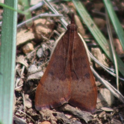 Uresiphita ornithopteralis (Tree Lucerne Moth) at Red Hill to Yarralumla Creek - 21 Mar 2020 by LisaH