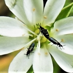 Bibionidae (family) (Bibionid fly) at Paddys River, ACT - 16 Mar 2020 by JohnBundock