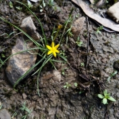 Hypoxis hygrometrica (Golden Weather-grass) at Cuumbeun Nature Reserve - 21 Mar 2020 by Zoed