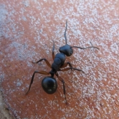 Polyrhachis femorata (A spiny ant) at Rendezvous Creek, ACT - 20 Mar 2020 by Christine