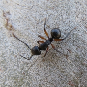 Polyrhachis femorata at Rendezvous Creek, ACT - 20 Mar 2020 11:46 AM