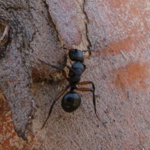 Polyrhachis femorata at Rendezvous Creek, ACT - 20 Mar 2020