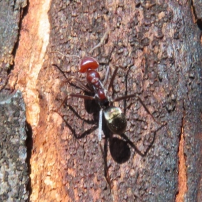 Iridomyrmex purpureus (Meat Ant) at Rendezvous Creek, ACT - 20 Mar 2020 by Christine