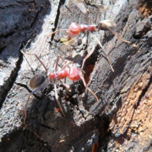 Iridomyrmex purpureus at Rendezvous Creek, ACT - 20 Mar 2020 01:50 PM