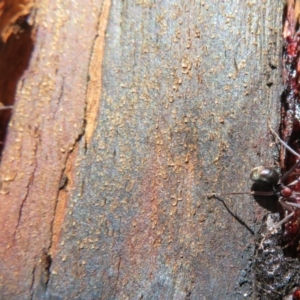 Iridomyrmex purpureus at Rendezvous Creek, ACT - 20 Mar 2020