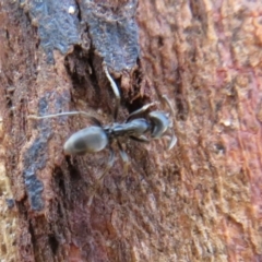 Anonychomyrma sp. (genus) (Black Cocktail Ant) at Rendezvous Creek, ACT - 20 Mar 2020 by Christine
