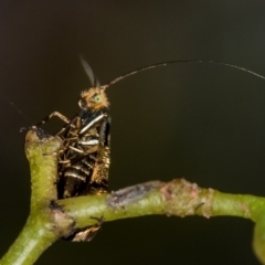 Nemophora (genus) (A Fairy Moth) at Bruce, ACT - 2 Nov 2017 by Bron