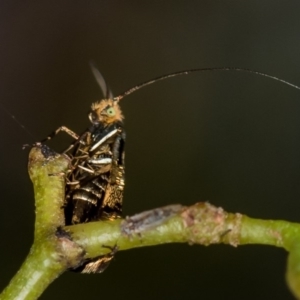 Nemophora (genus) at Bruce, ACT - 2 Nov 2017 01:32 PM