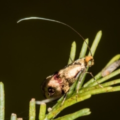 Nemophora (genus) at Bruce, ACT - 2 Nov 2017 01:32 PM