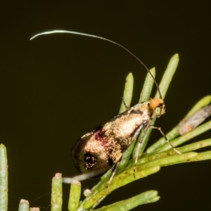 Nemophora (genus) at Bruce, ACT - 2 Nov 2017