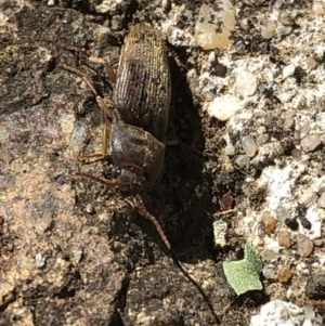 Monocrepidus sp. (genus) at Aranda, ACT - 21 Mar 2020