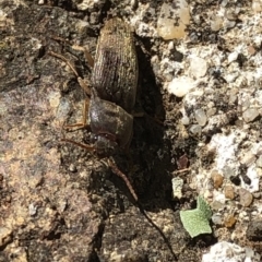 Monocrepidus sp. (genus) (Click beetle) at Aranda, ACT - 21 Mar 2020 by Jubeyjubes