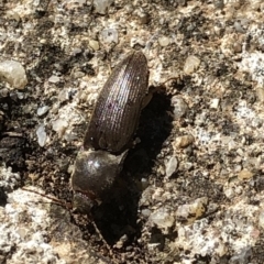 Monocrepidus sp. (genus) at Aranda, ACT - 21 Mar 2020